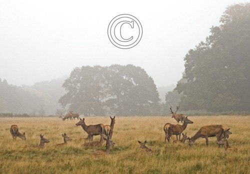 Red Deer in the Mist DM0628